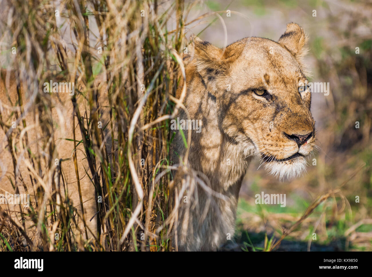 La femmina adulta lion si nasconde in un'erba alta. Ritratto di un leone ( Panthera leo ). L'Africa. Zambia Foto Stock