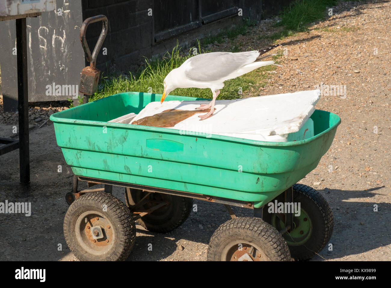 Seagull (Larus argentatus) un lavaggio pesce piatto dal pesce baracche in Hastings Stade pesce fresco si spegne, Rock-a-Nore, East Sussex, Regno Unito Foto Stock