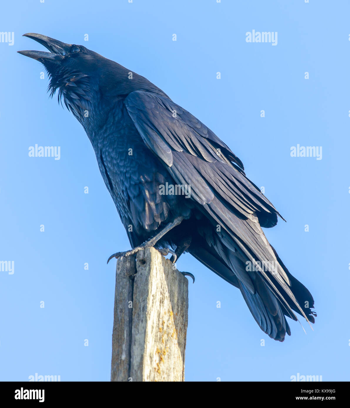 Comune di Corvo imperiale Corvus corax appollaiato su un palo e gracchia. Foto Stock