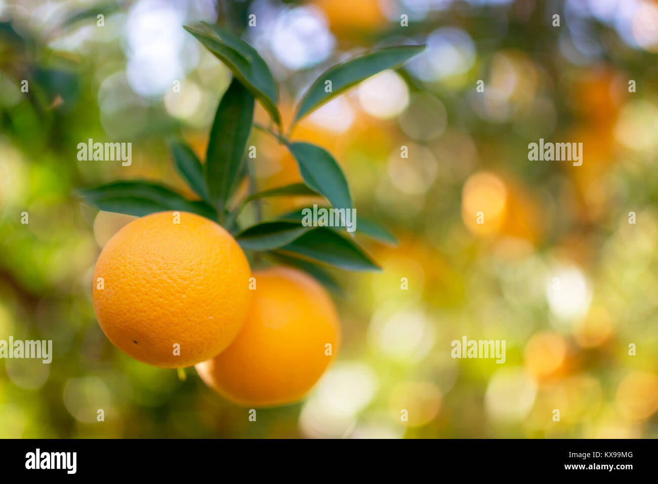 Il ramo arancio frutti foglie verdi.Agricoltura concetto. Foto Stock