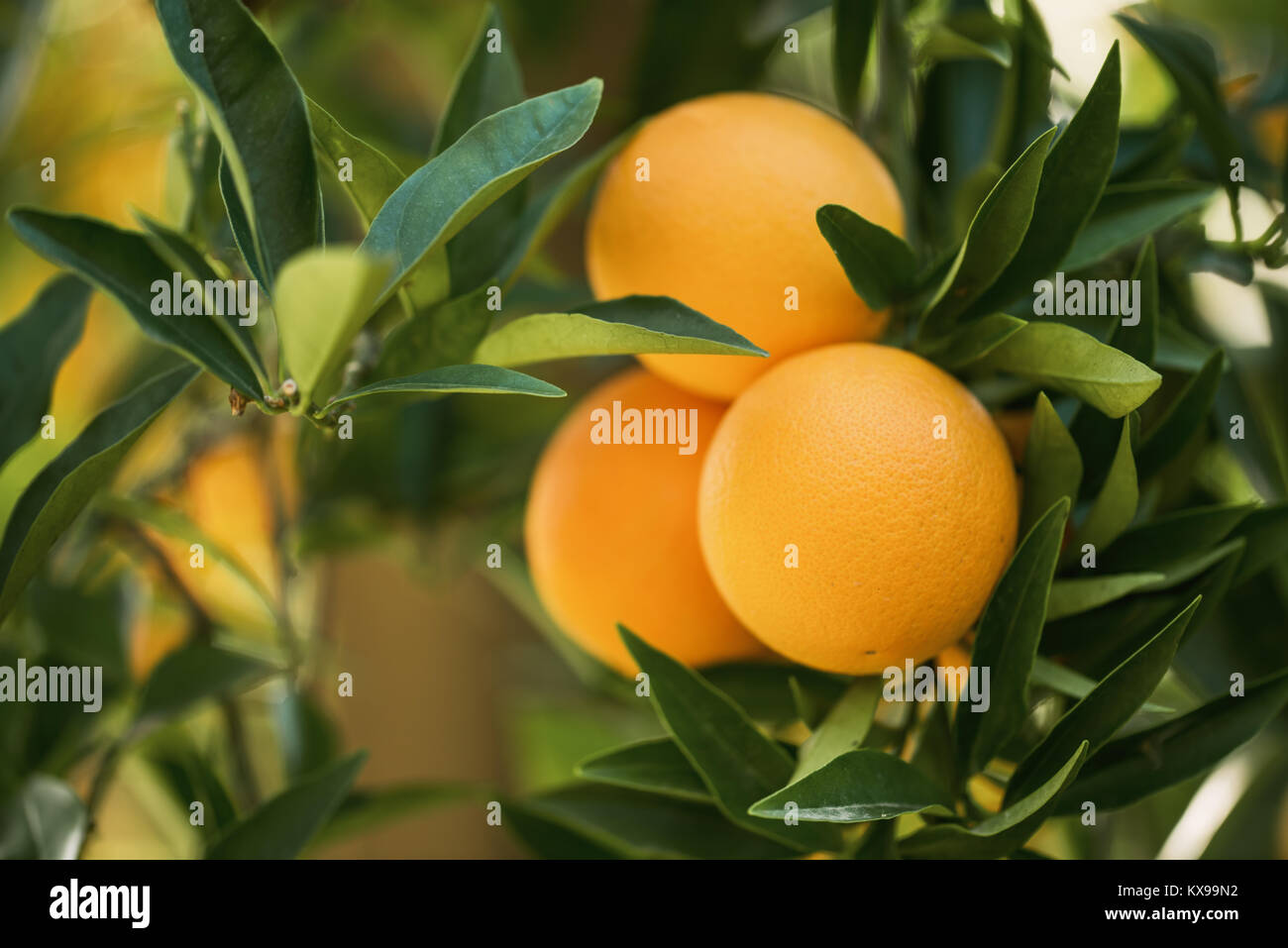 Il ramo arancio frutti foglie verdi.Agricoltura concetto. Foto Stock