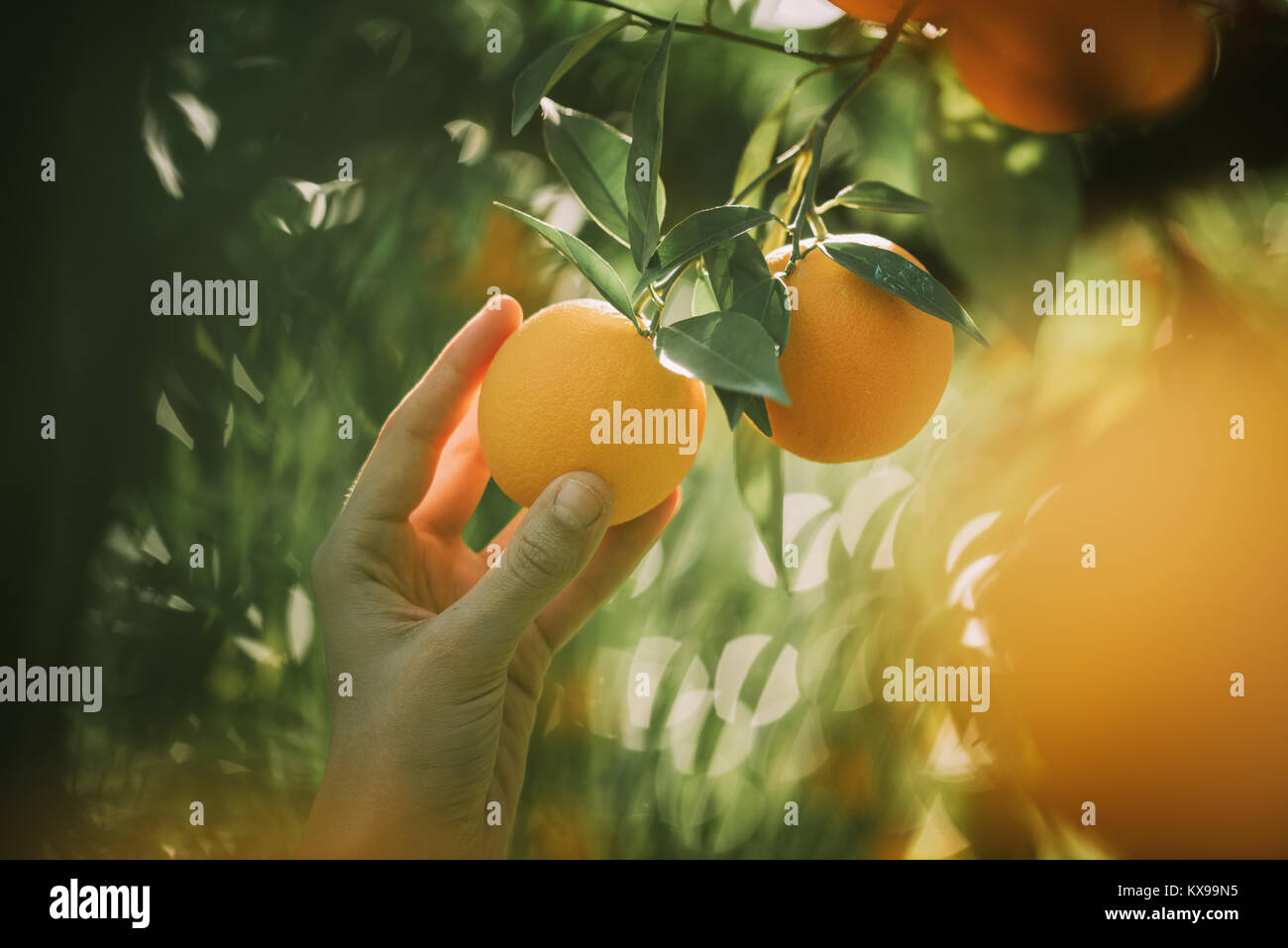 La donna trattiene arancio frutti foglie verdi.Agricoltura concetto. Foto Stock