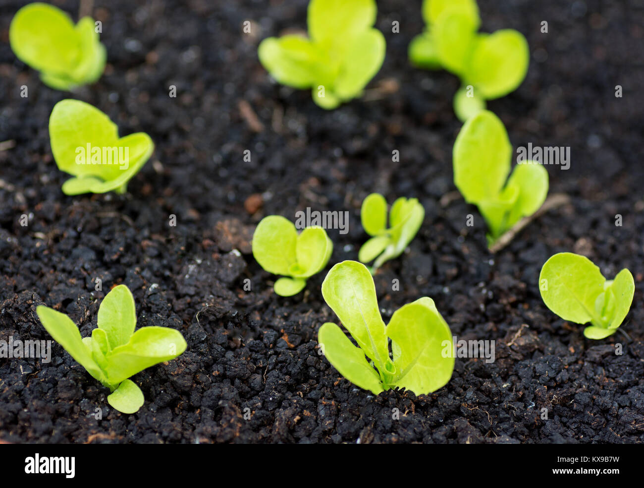 Orto biologico con irrigazione e piccole piante di lattuga Foto Stock