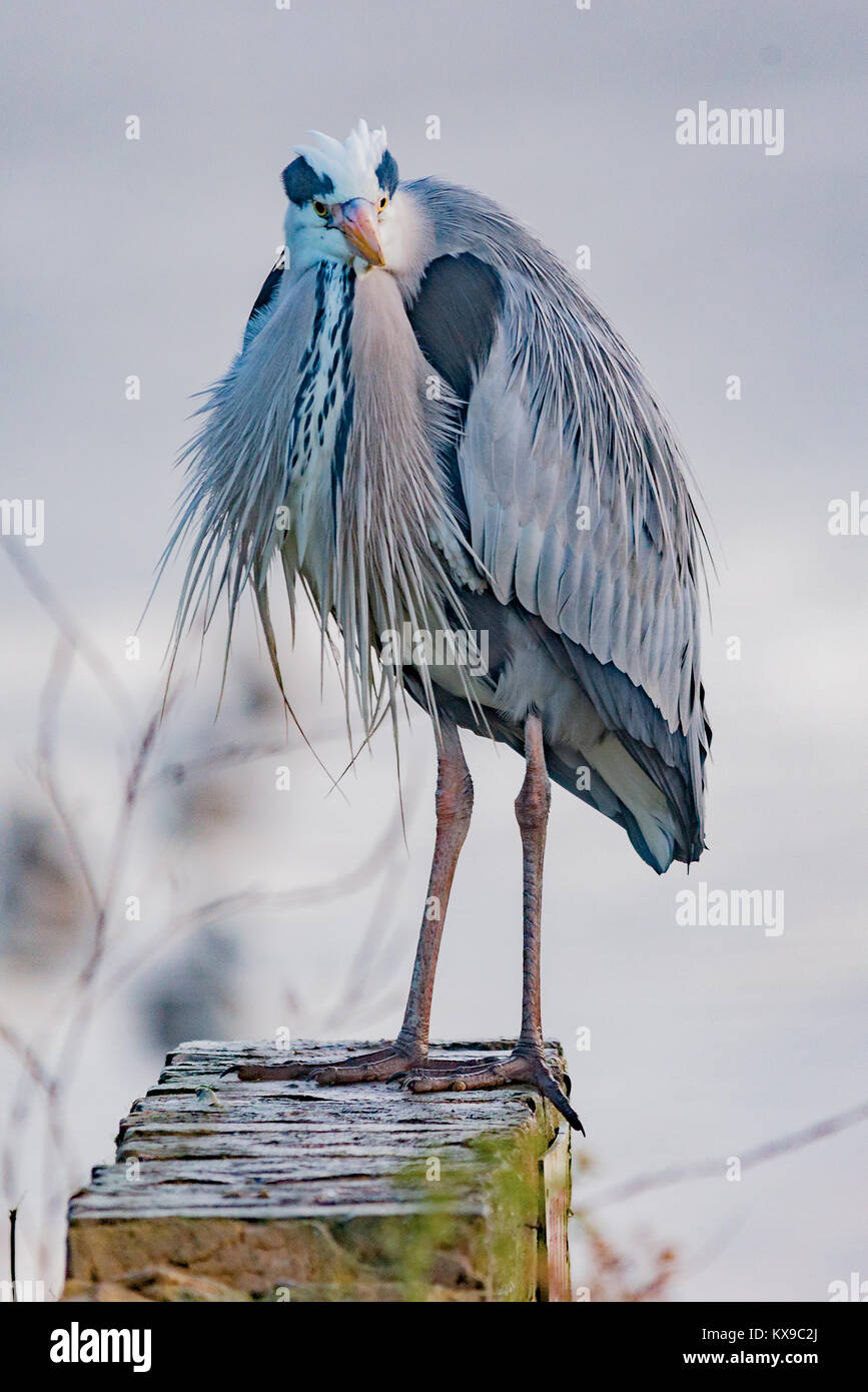 L'airone cinerino (Ardea cinerea) è una lunga zampe predatori di trampolieri della famiglia di airone, Ardeidi, nativo in tutta Europa temperata Foto Stock