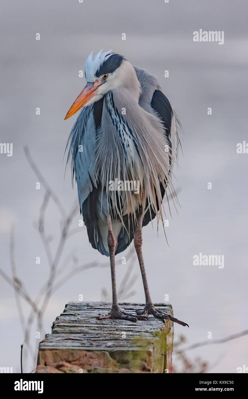 L'airone cinerino (Ardea cinerea) è una lunga zampe predatori di trampolieri della famiglia di airone, Ardeidi, nativo in tutta Europa temperata Foto Stock