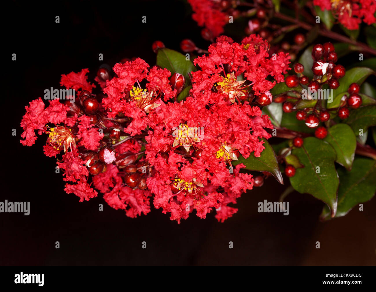 Cluster di vividi fiori di colore rosso e verde scuro delle foglie di mirto Crespata / orgoglio dell India. Lagerstroemia fauriei x indica "Coral Magic' su sfondo scuro Foto Stock