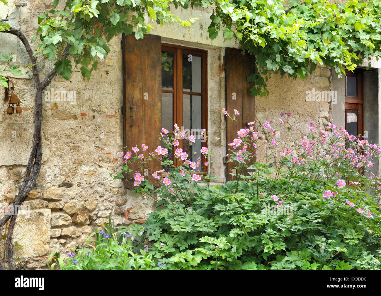 Fogliame di un vitigno sulla vecchia casa di pietra con sportello di legno e nel letto di fiori Foto Stock