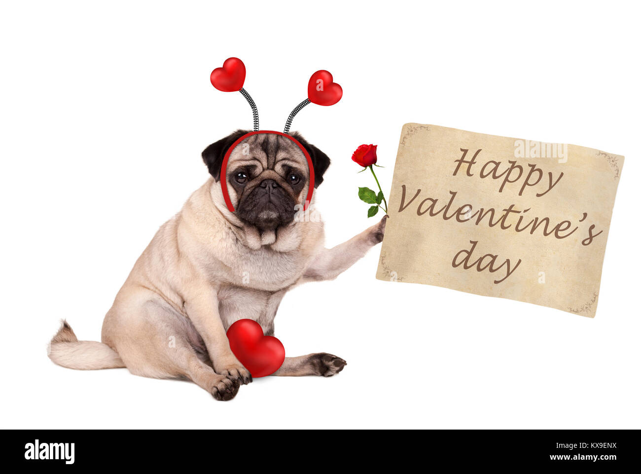 Il giorno di San Valentino pug dog sitter verso il basso, tenendo alto scorrimento della carta, indossando il diadema con cuori, isolati su sfondo bianco Foto Stock