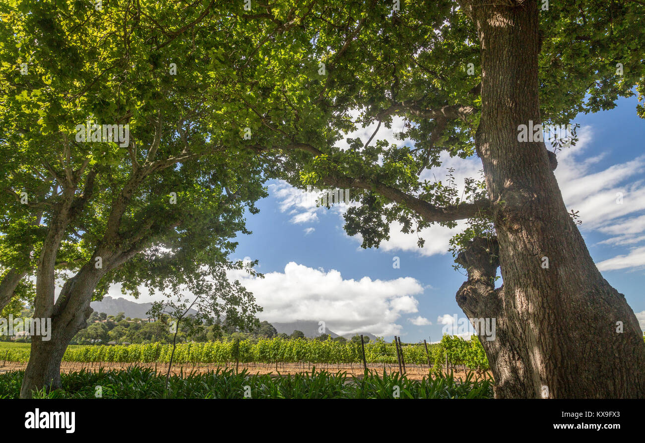 Il Groot Constantia wine estate vicino a Città del Capo, Sud Africa Foto Stock