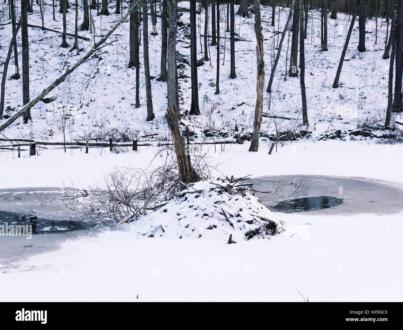 Un beaver lodge dopo la neve in inverno nel villaggio cade nel Connecticut negli Stati Uniti. Foto Stock