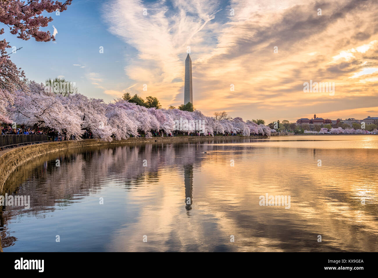 Washington DC, Stati Uniti d'America presso il bacino di marea con il Monumento a Washington nella stagione primaverile. Foto Stock