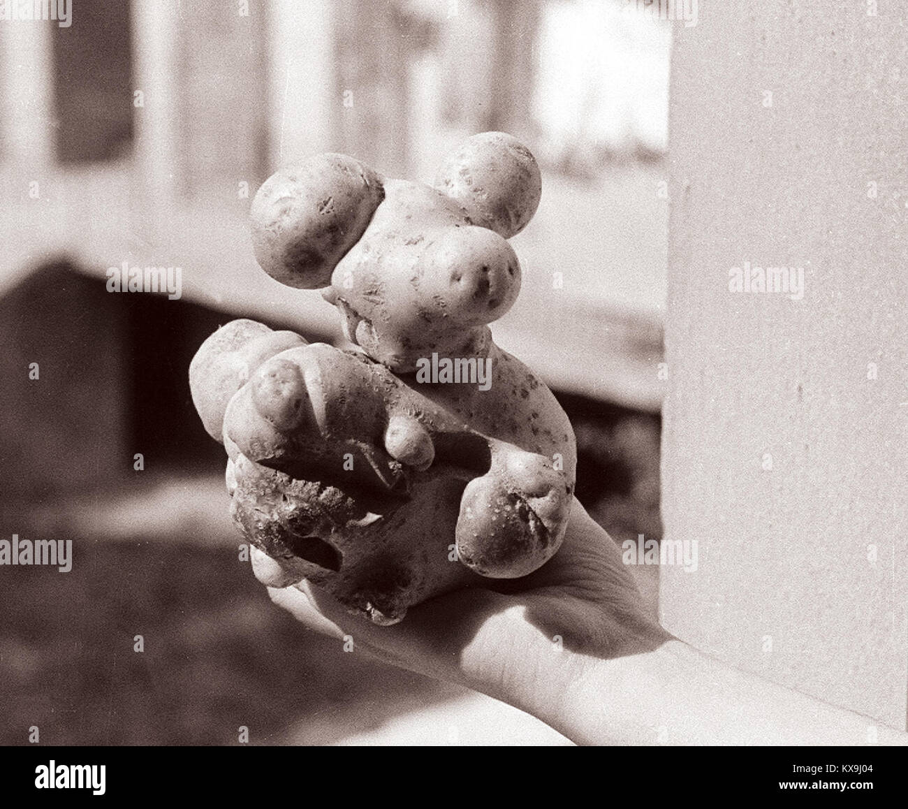 70 dkg težek krompir iz njive pod gorco Pekrsko 1960 Foto Stock