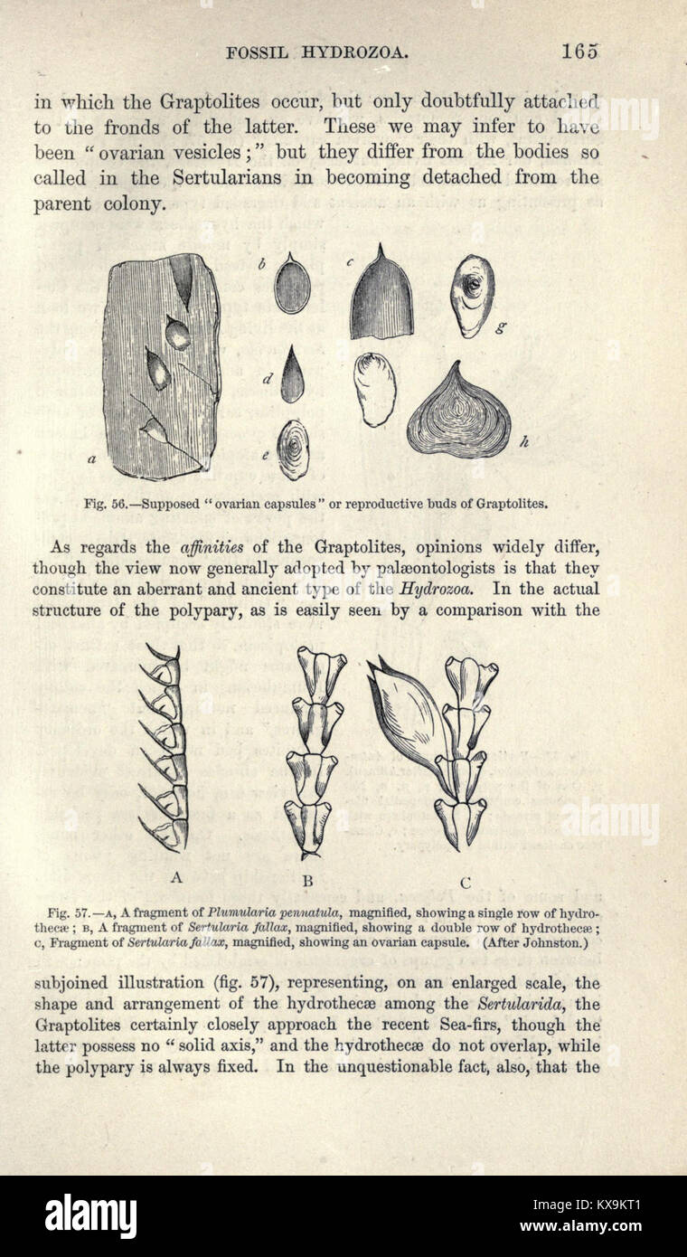 Pagina 165 di "A Manual of Paleontology", che descrive gli esemplari fossili, il contesto geologico e la classificazione delle forme di vita antiche. Foto Stock