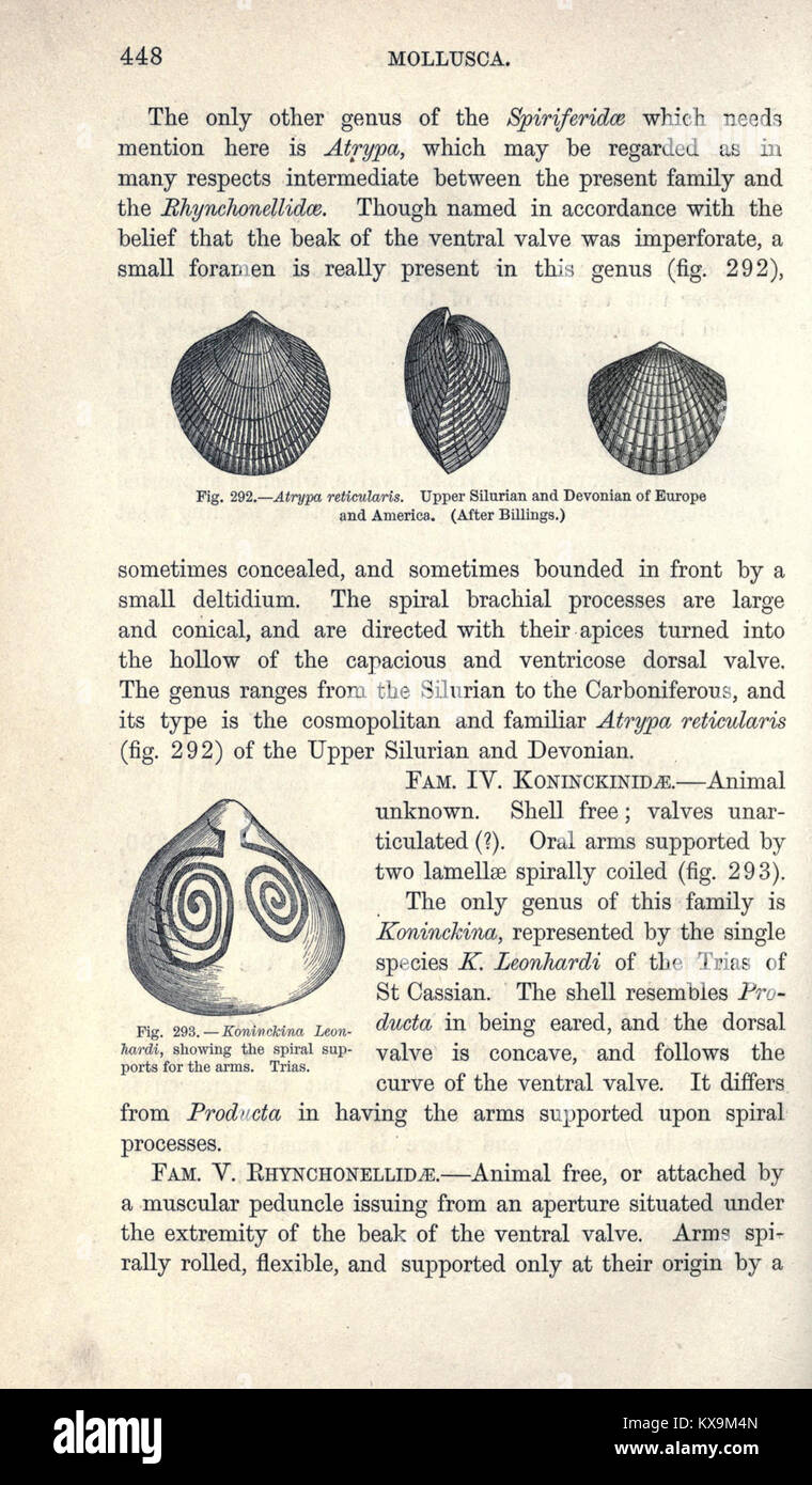 Pagina 448 del manuale paleontologico descrive gli esemplari fossili, i metodi di classificazione e le caratteristiche anatomiche degli organismi estinti. Foto Stock