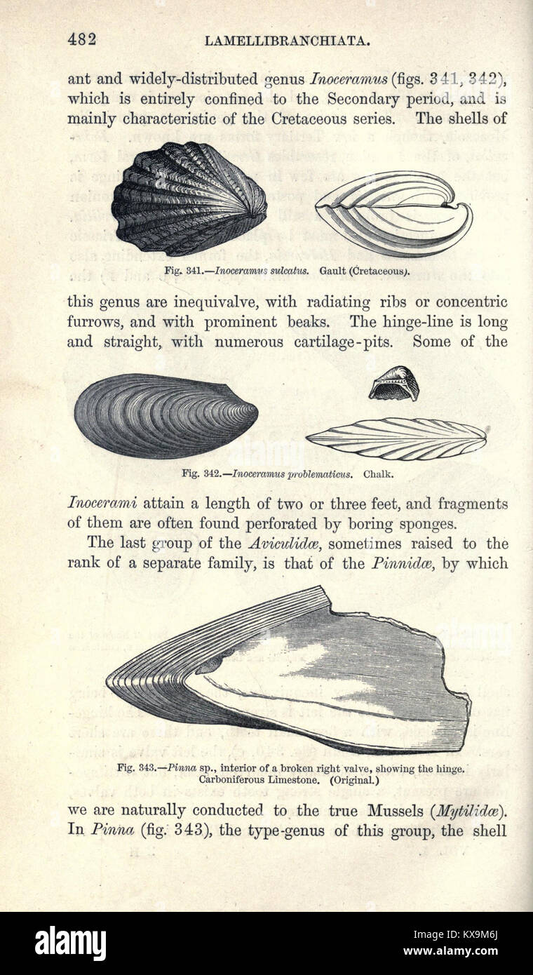 Pagina 482 di questo manuale di paleontologia fornisce descrizioni di esemplari fossili, con dettagli sulla morfologia, la tassonomia e il significato evolutivo per lo studio e la ricerca. Foto Stock