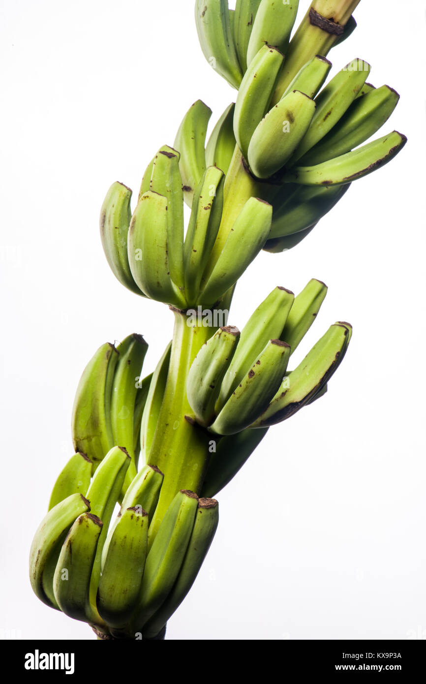 Piccoli frutti banana sull'arbusto Foto Stock