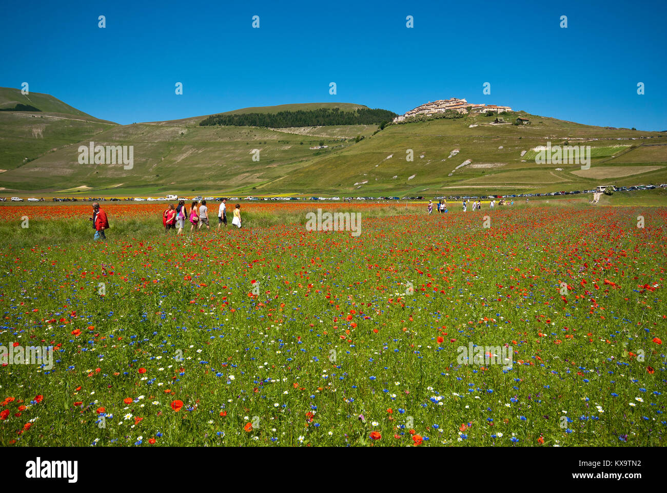 Fioritura a Castelluccio di Norcia, Pian Grande, Monti Sibillini National Park, Umbria, Italia Foto Stock