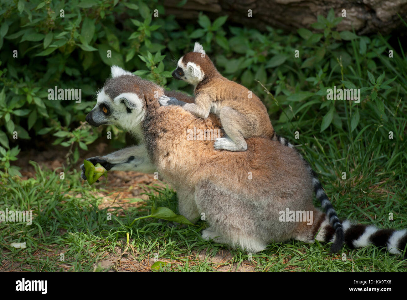 Anello-tailed lemur (Lemur catta) con il bambino sulla schiena e il Bioparco di Roma, Italia Foto Stock