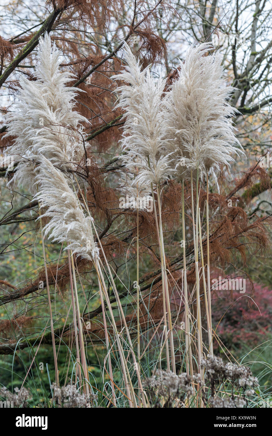 Primo piano di Pampas Grass (Cortaderia selloana} in crescita in Inghilterra, Regno Unito Foto Stock