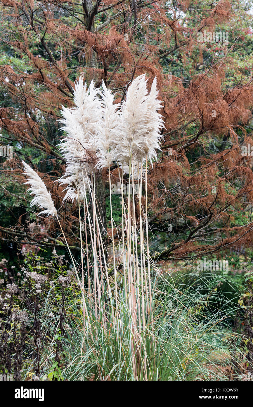 Primo piano di Pampas Grass (Cortaderia selloana} in crescita in Inghilterra, Regno Unito Foto Stock