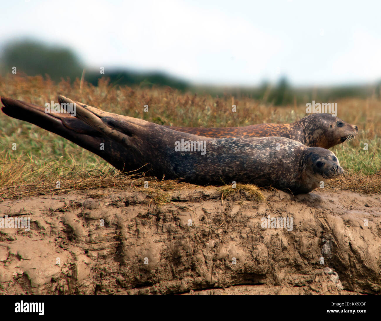 La colonia di foche a Pegwell Bay, all'estuario del fiume Stour, visitato attraverso il Sandwich River Bus Foto Stock