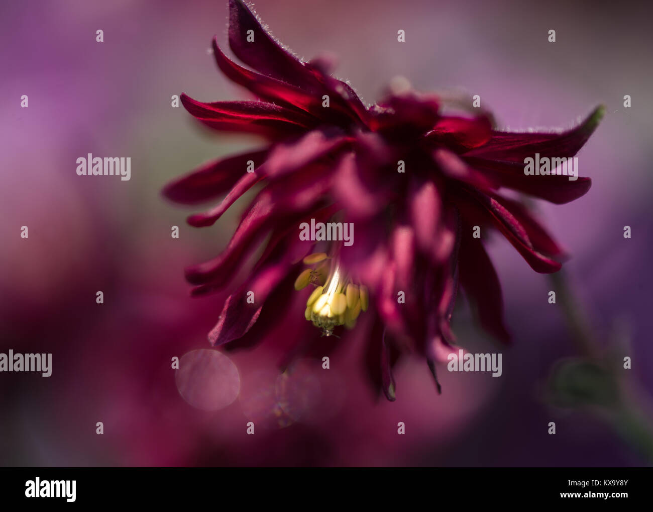 Aquilegia vulgaris var. stellata Red Barlow macro di fiori con il sottofondo in rosso giallo viola Foto Stock