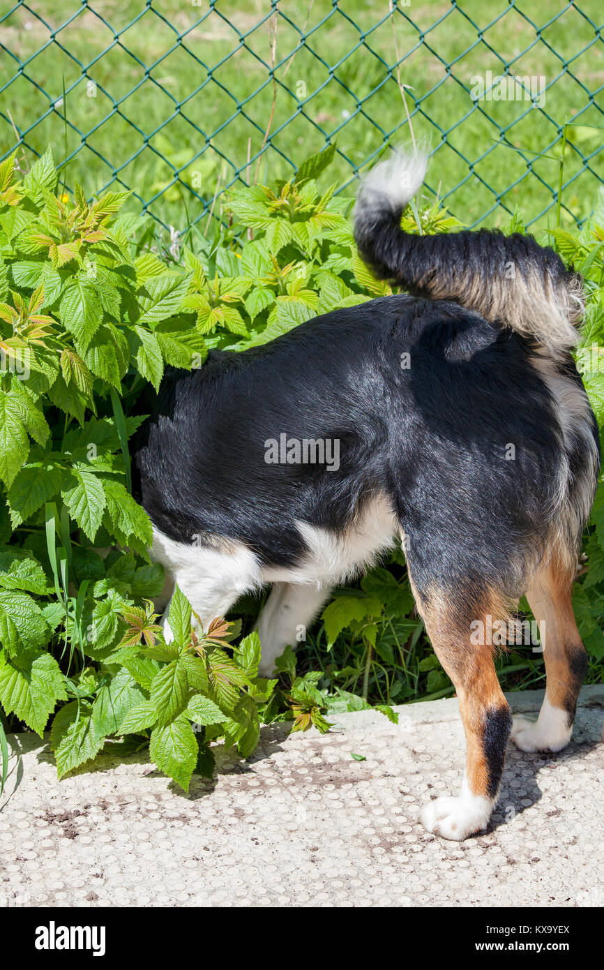 Un collie cane alla ricerca di topi in tra piante di lampone. Foto Stock