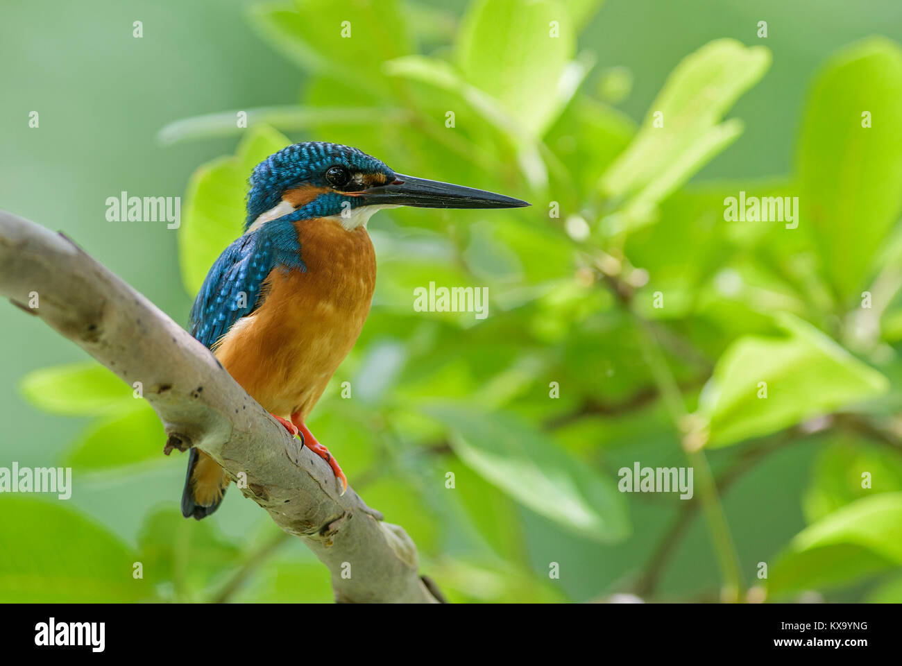 Comune di Martin Pescatore - Alcedo atthis, Sri Lanka. Seduto sul ramo vicino all'acqua. Foto Stock