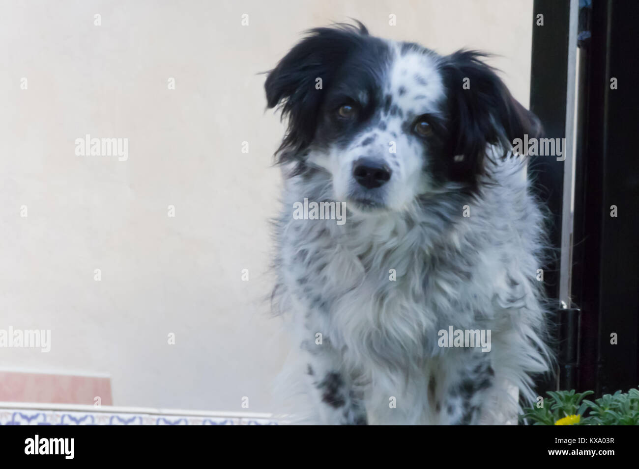 Canis lupus familiaris, Cane Springer Spaniel cross, domestici, maschio adulto Foto Stock