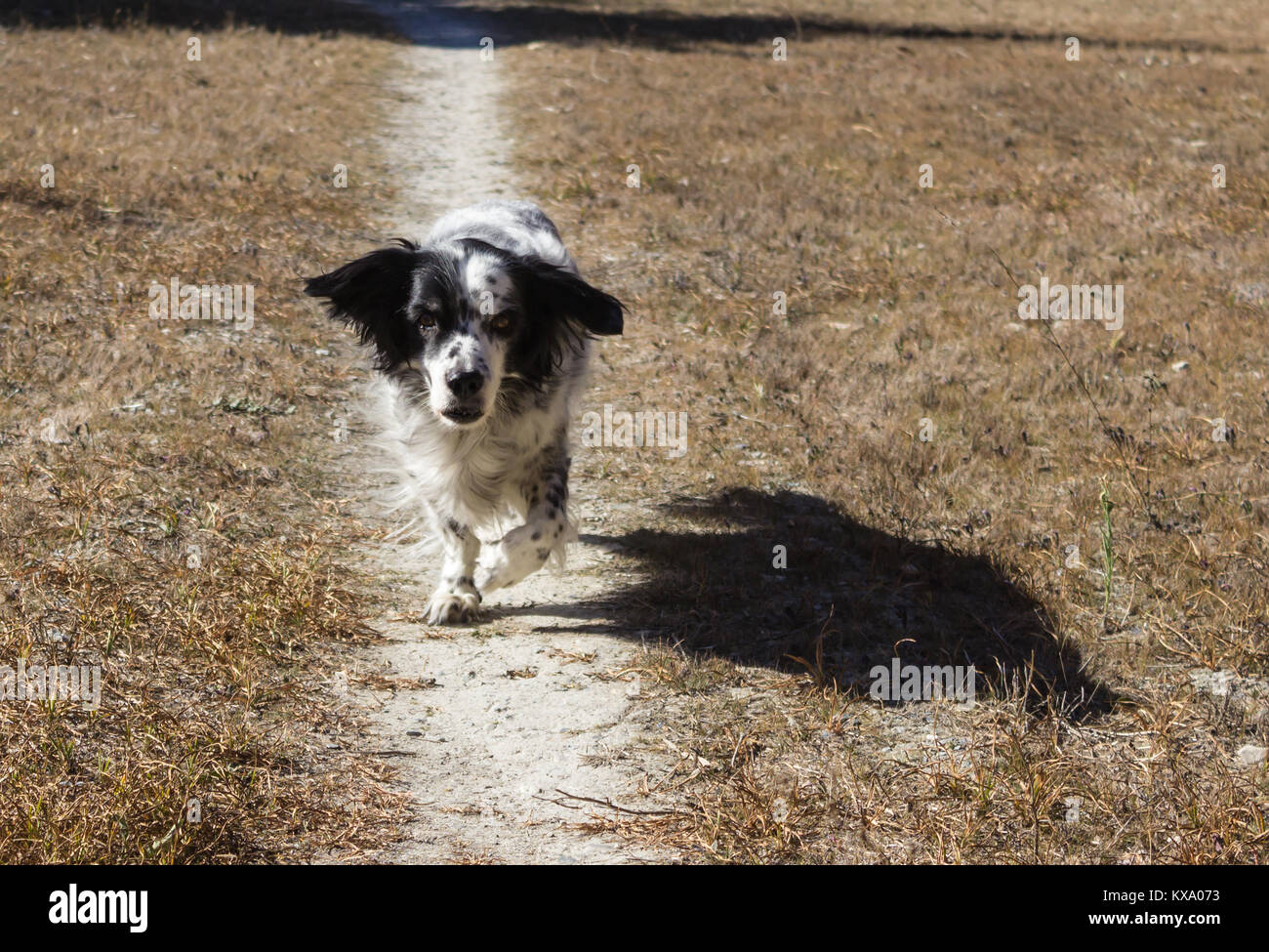 Canis lupus familiaris, Cane Springer Spaniel cross, domestici, maschio adulto Foto Stock