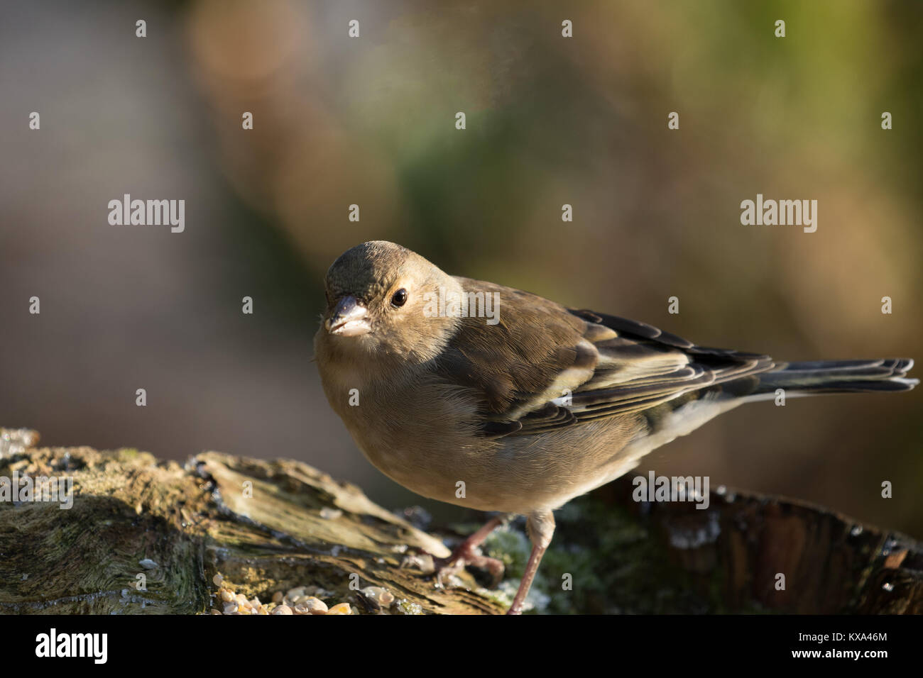 Fringuello femmina raffigurato su una fredda mattina di gennaio ad RHS Garden,Harlow Carr,Harrogate,North Yorkshire, Inghilterra, Regno Unito. Foto Stock