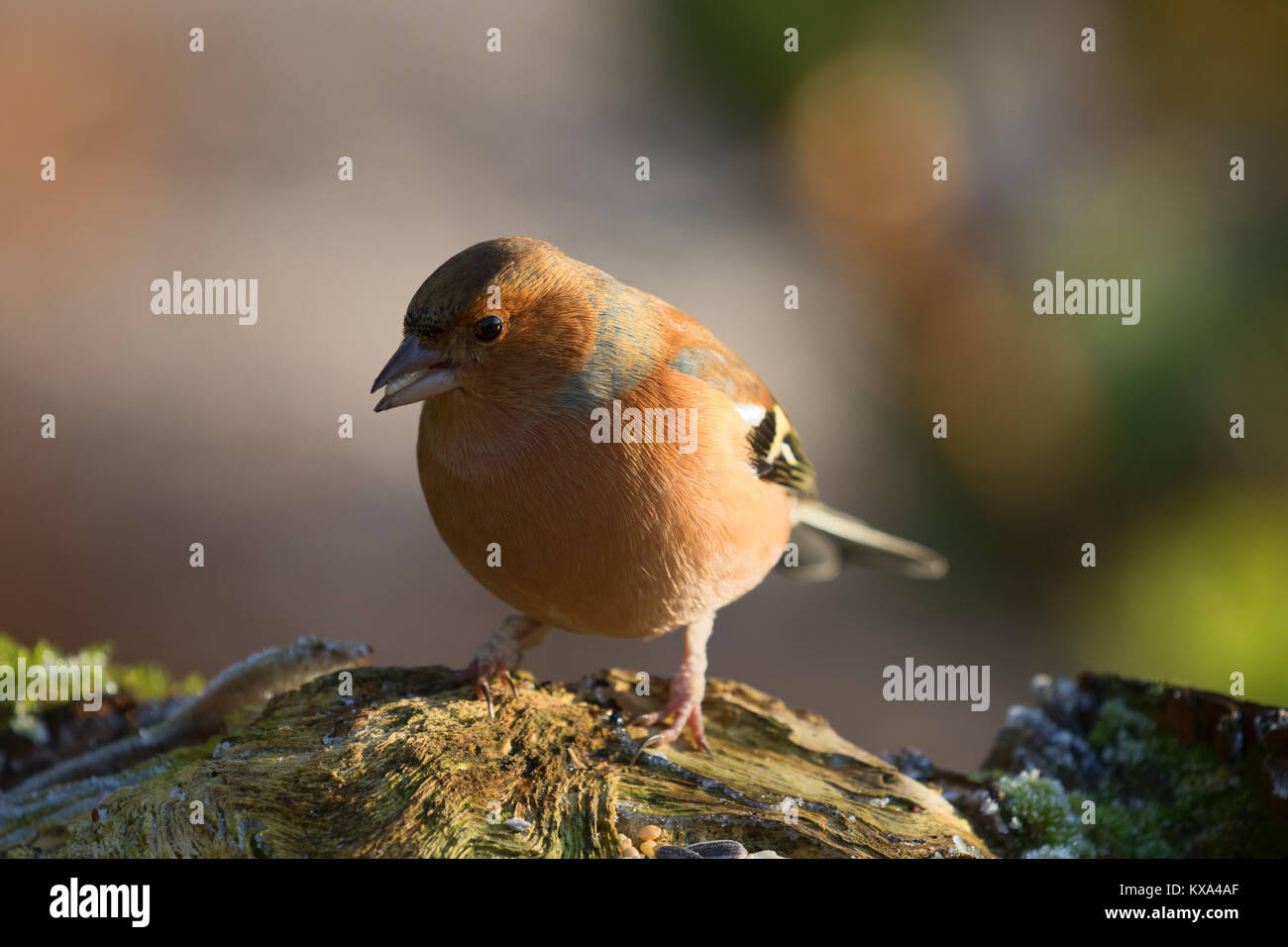 Maschio di fringuello raffigurato su una fredda mattina di gennaio ad RHS Garden,Harlow Carr,Harrogate,North Yorkshire, Inghilterra, Regno Unito. Foto Stock