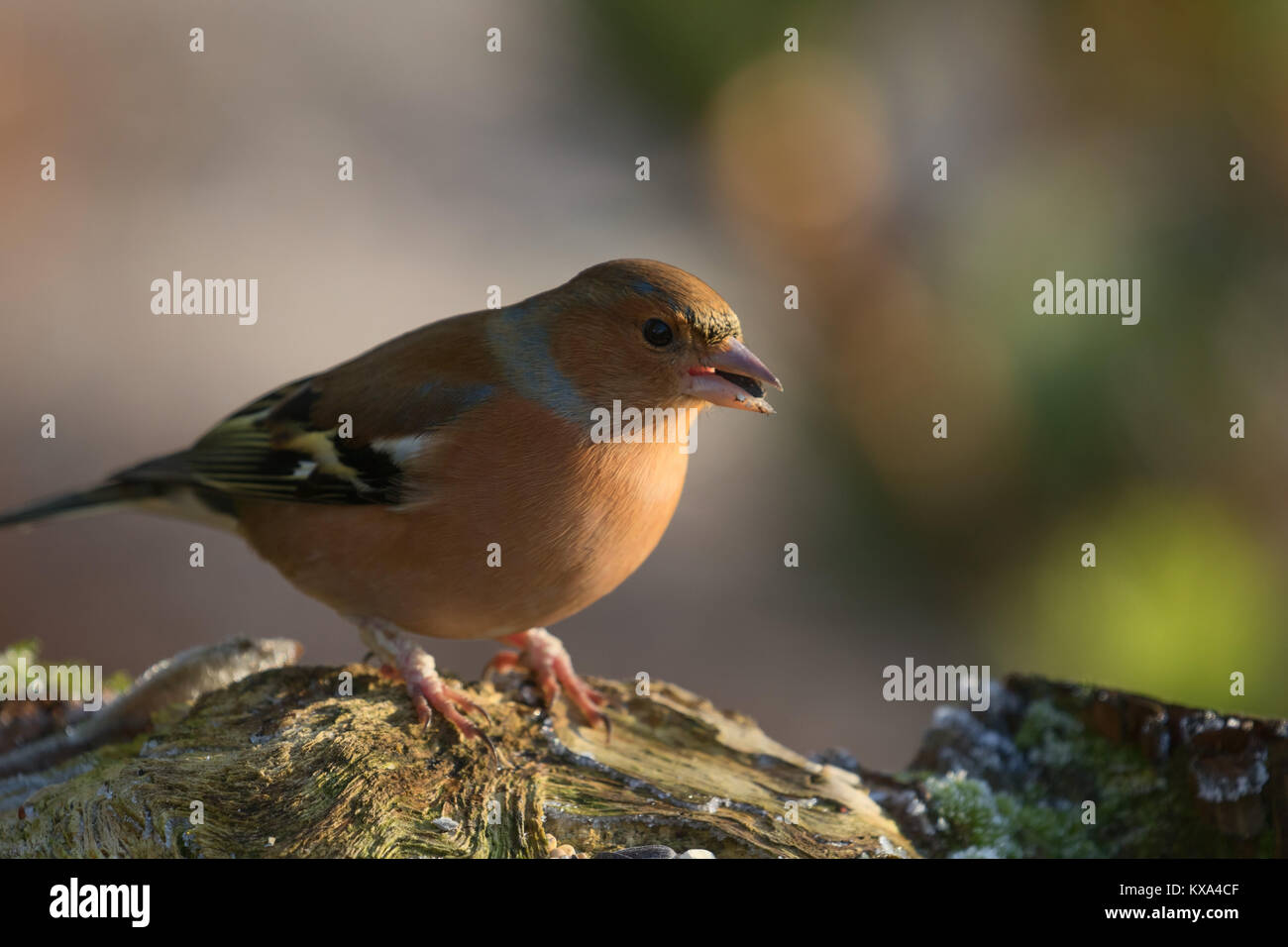 Maschio di fringuello raffigurato su una fredda mattina di gennaio ad RHS Garden,Harlow Carr,Harrogate,North Yorkshire, Inghilterra, Regno Unito. Foto Stock