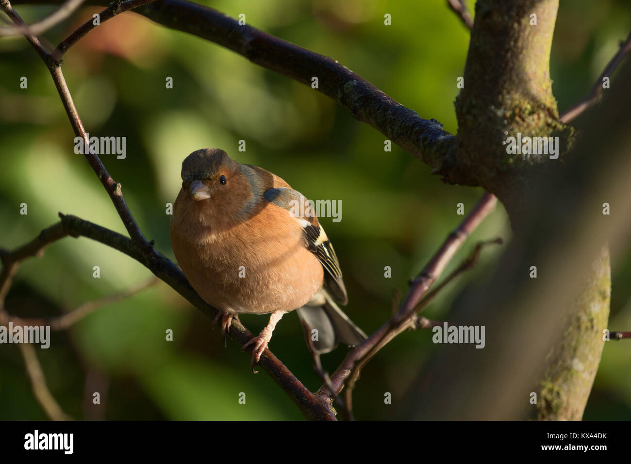 Maschio di fringuello raffigurato su una fredda mattina di gennaio ad RHS Garden,Harlow Carr,Harrogate,North Yorkshire, Inghilterra, Regno Unito. Foto Stock