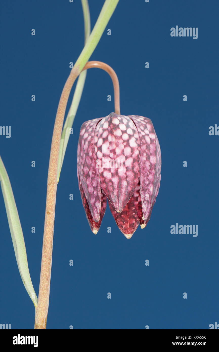 Schachblume, Schachbrettblume, Schachbrett-Blume, Kiebitzei, Fritillaria meleargis, snake head fritillary, snake in testa, fiore di scacchi, rana-cup, gui Foto Stock