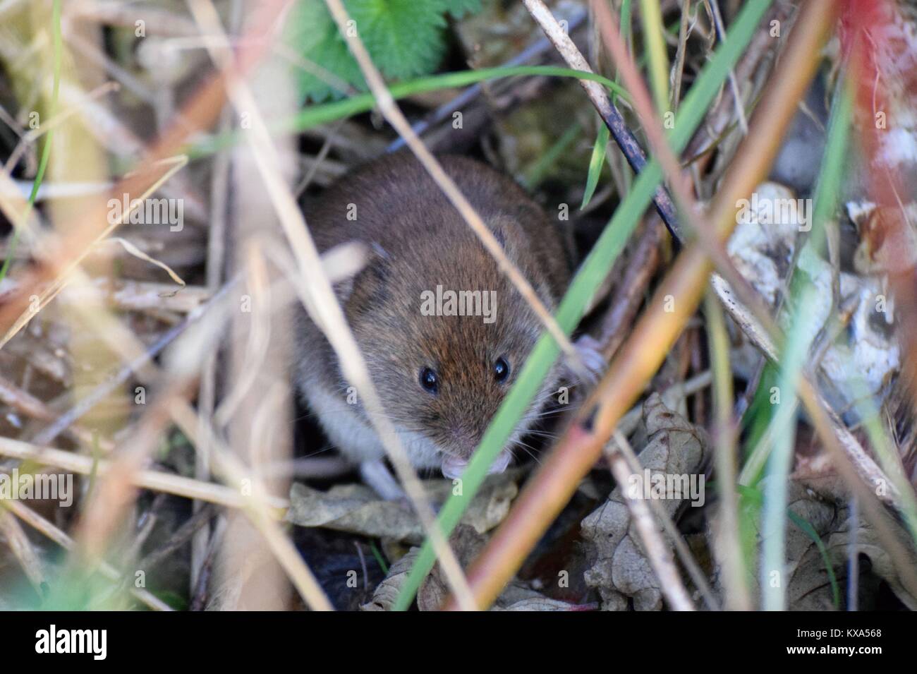 Arvicola Foto Stock