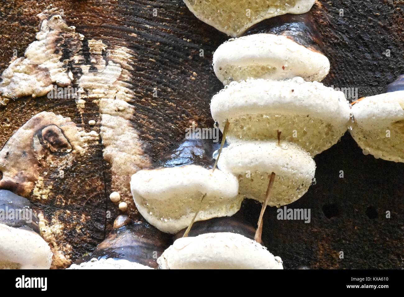 Polyphore funghi con goccioline di acqua sul moncone Foto Stock