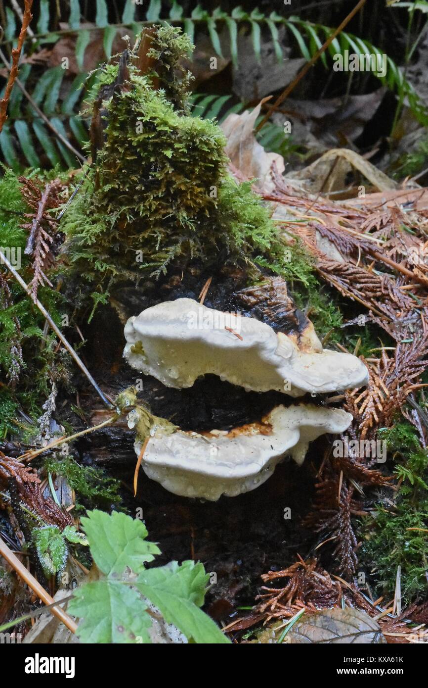 Polyphore conformata a fungo come una bocca su di un ceppo di albero Foto Stock