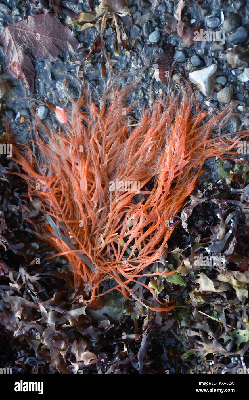 Abstract della struttura ad albero rosso-come le alghe sulla spiaggia Foto Stock