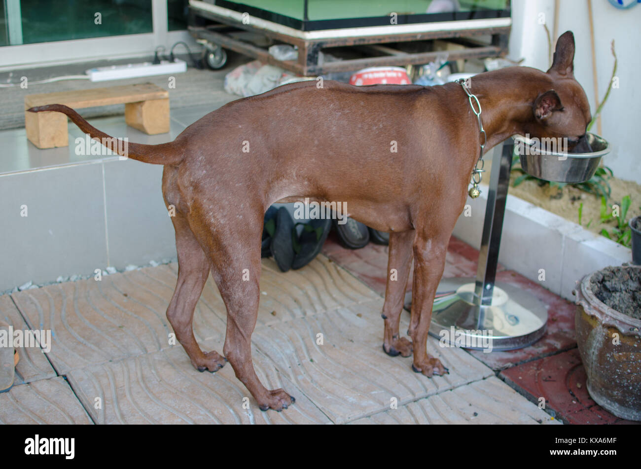 Thai Ridgeback Dog è in piedi a mangiare. Foto Stock