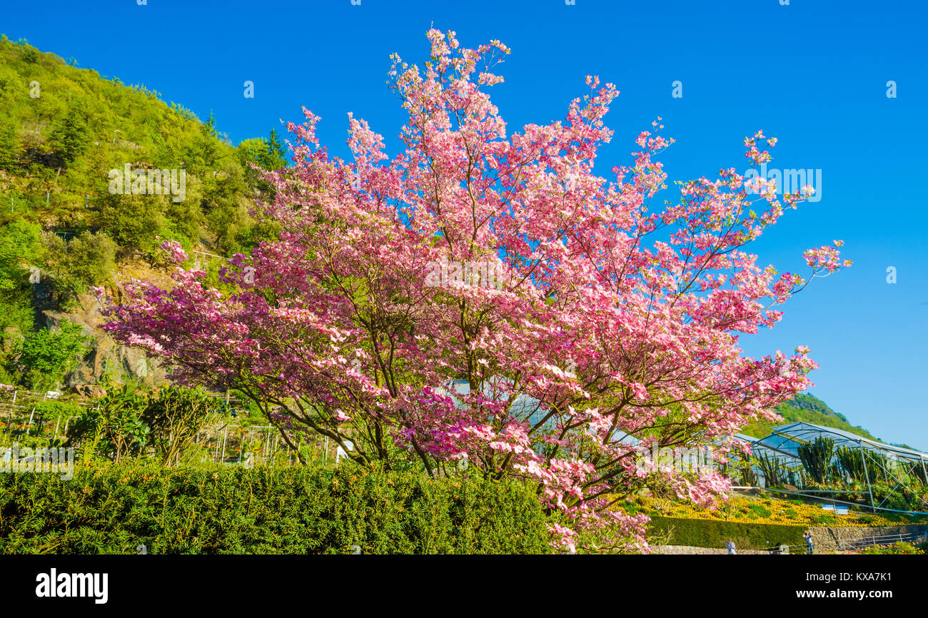 Bloomy albero di magnolia con fiori di colore rosa nel giardino Foto Stock