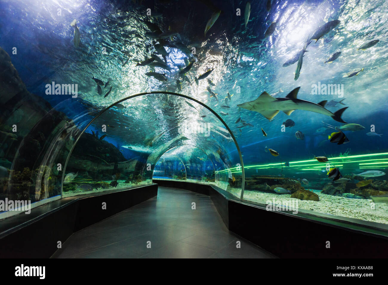 MANILA, Filippine - 18 Marzo: il tunnel sottomarino in marzo, 18, 2013, Manila, Filippine. In termini di spazio di pavimento, oceanarium è maggiore oceanari Foto Stock