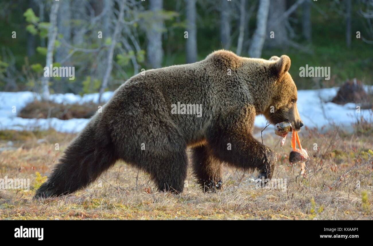 L'orso bruno (Ursus arctos) in esecuzione con il pesce su una palude nella foresta di primavera. Foto Stock