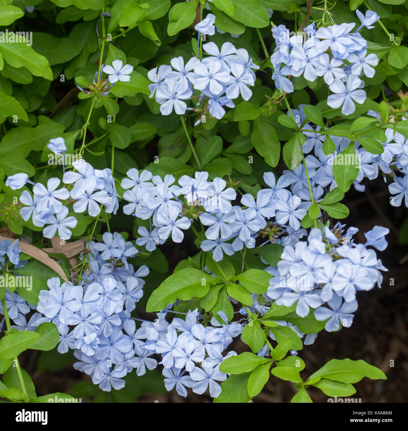 Cluster di blu pallido e fiori di Plumbago auriculata, giardino sempreverde arbusto, contro lo sfondo di colore verde brillante fogliame Foto Stock