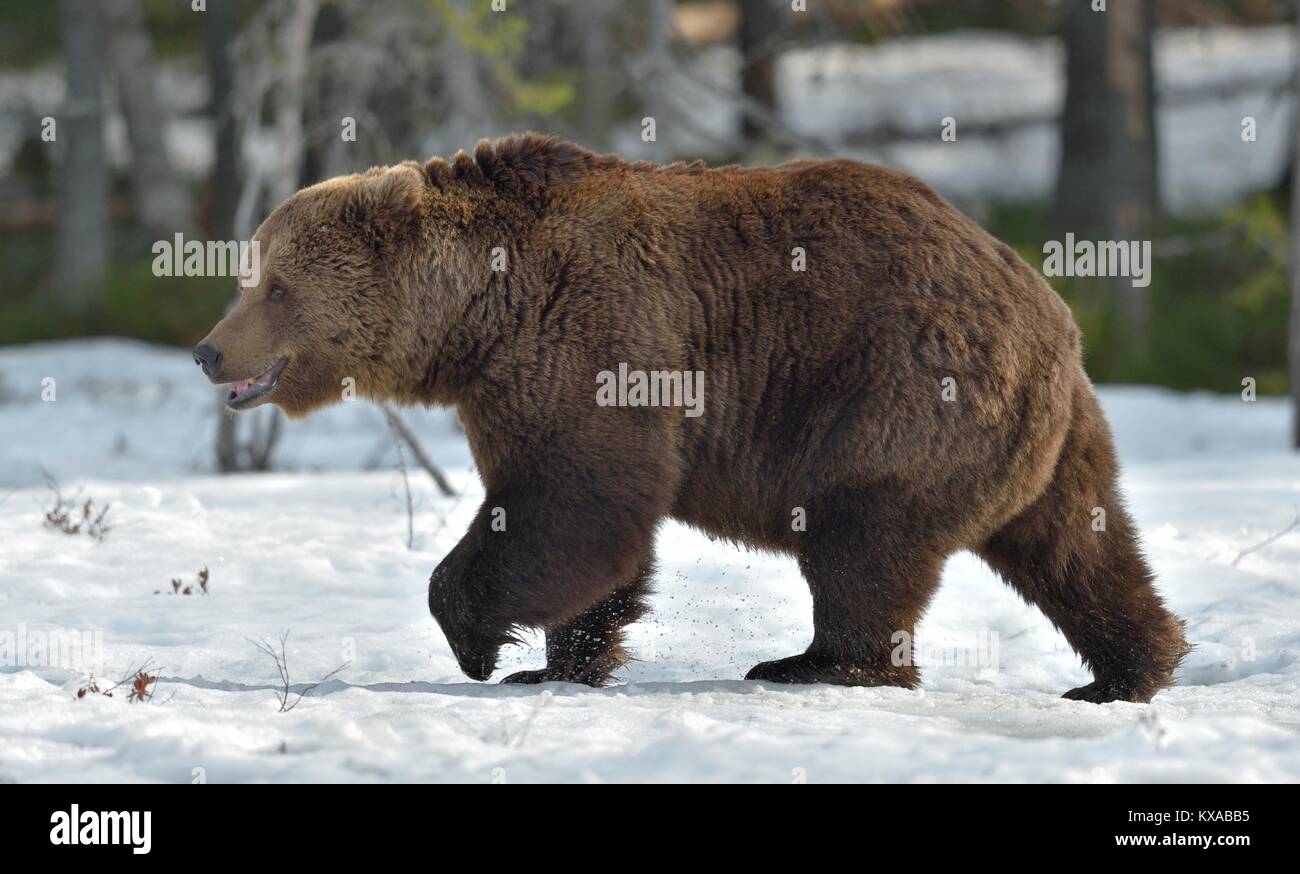 L'orso bruno (Ursus arctos) maschio sul bog nella foresta di primavera. Foto Stock