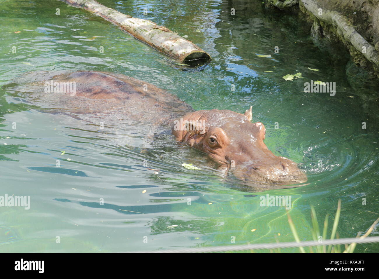 Splendido animale si possono trovare presso lo Zoo di Assiniboine, Winnipeg Foto Stock