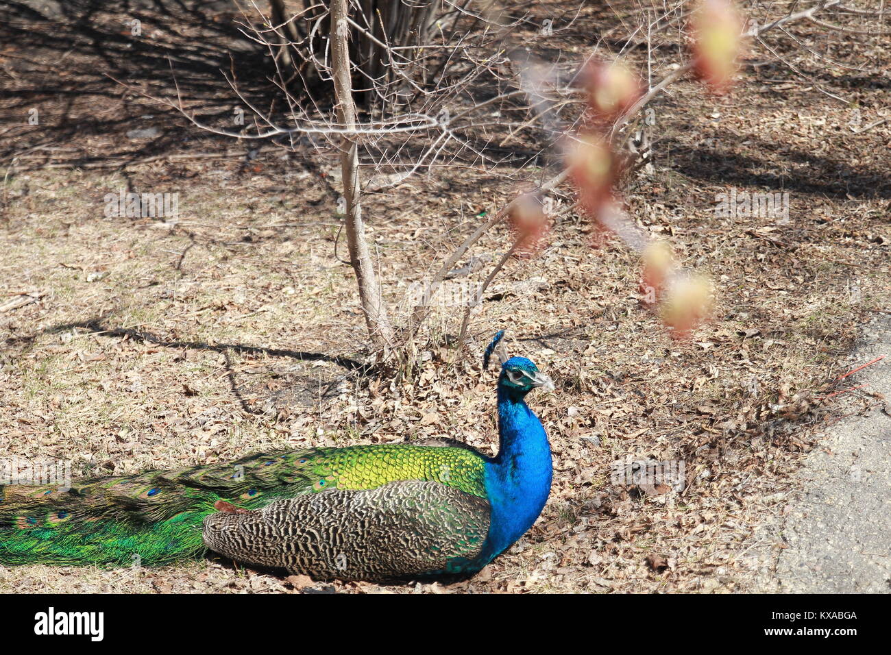 Splendido animale si possono trovare presso lo Zoo di Assiniboine, Winnipeg Foto Stock
