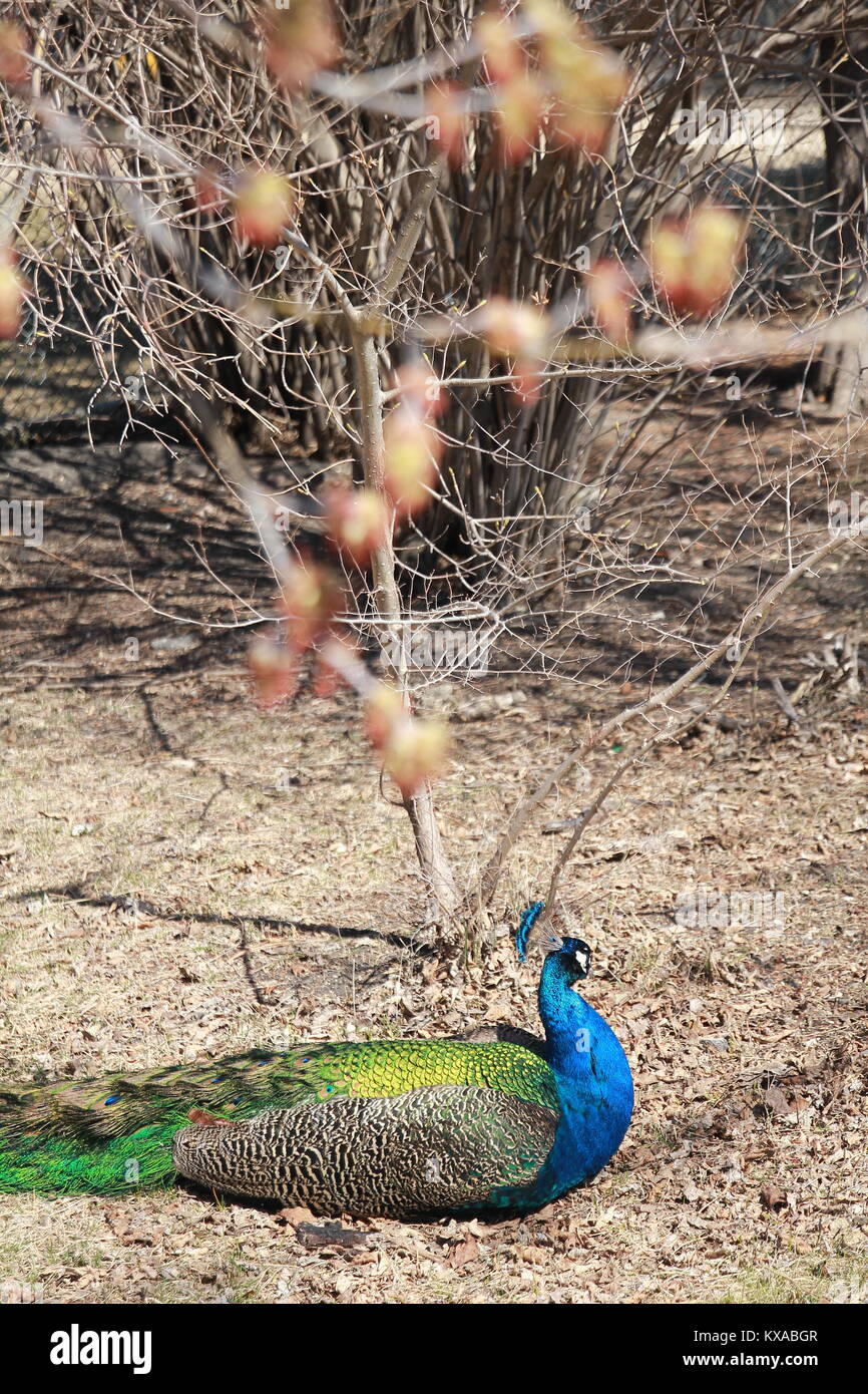 Splendido animale si possono trovare presso lo Zoo di Assiniboine, Winnipeg Foto Stock