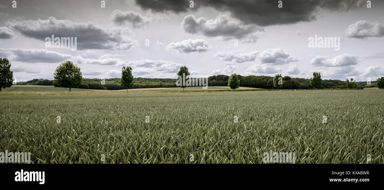 Paese panoramico paesaggio. Ancora verdi campi di grano sotto le nuvole. Foto Stock