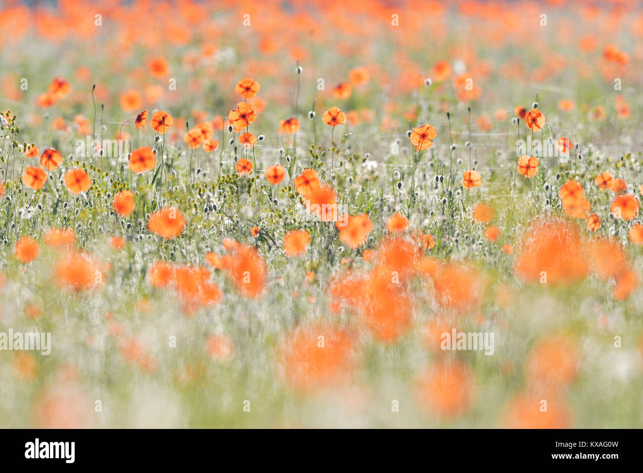 Sabbia papavero (Papaver argemone),Sassonia, Germania Foto Stock